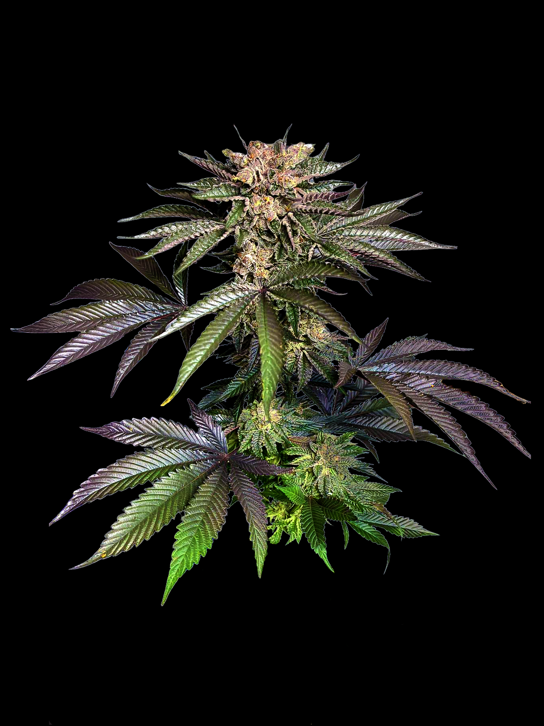 AAAA THCA Flower with leaves on a black background.
