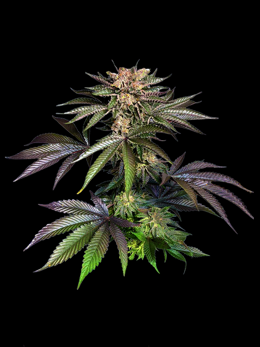 AAAA THCA Flower with leaves on a black background.
