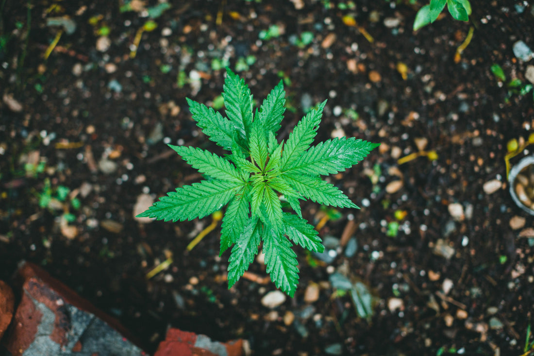Young cannabis plant growing in living soil, vibrant green colours with a dark soil background.