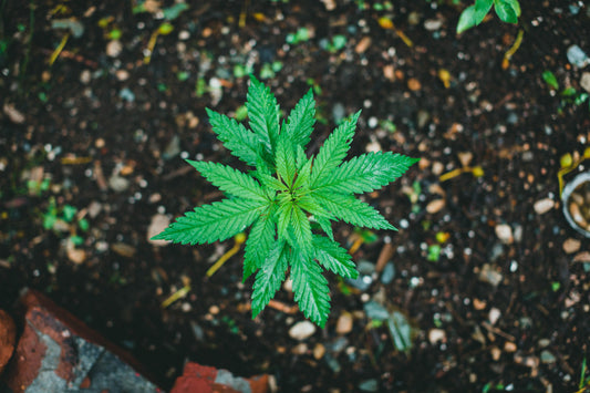 Young cannabis plant growing in living soil, vibrant green colours with a dark soil background.