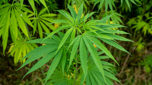 Sativa plants hemp growing naturally outside.