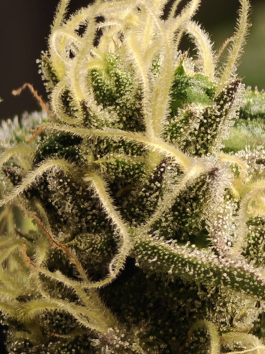 marco shot of cannabis with white/ yellow pistels, on a black background.