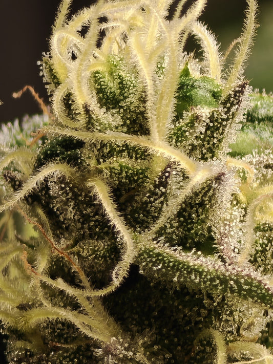 marco shot of cannabis with white/ yellow pistels, on a black background.
