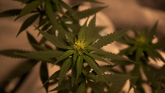 The Standard of Purity – Why We Choose THCA