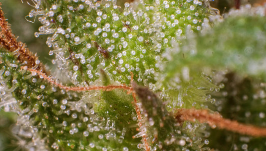 The Range of THCA Products in the UK: A Collector’s Guide