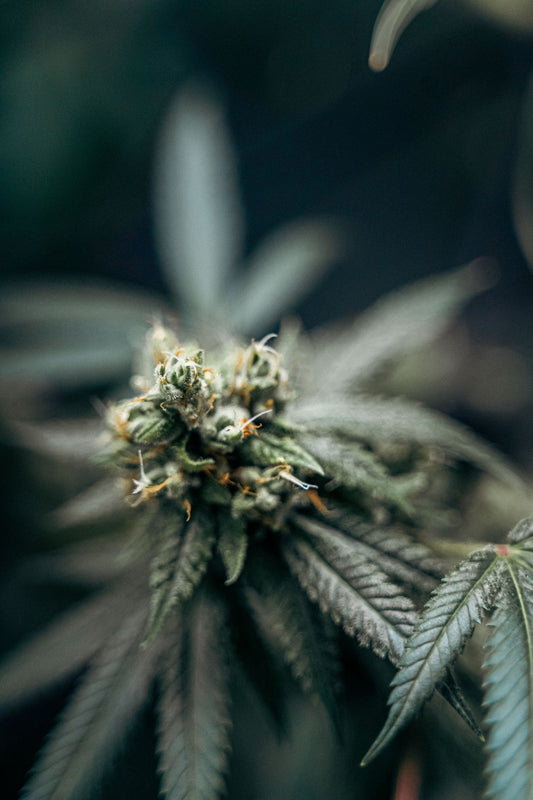 grey lit image of a thca hemp flower growing.