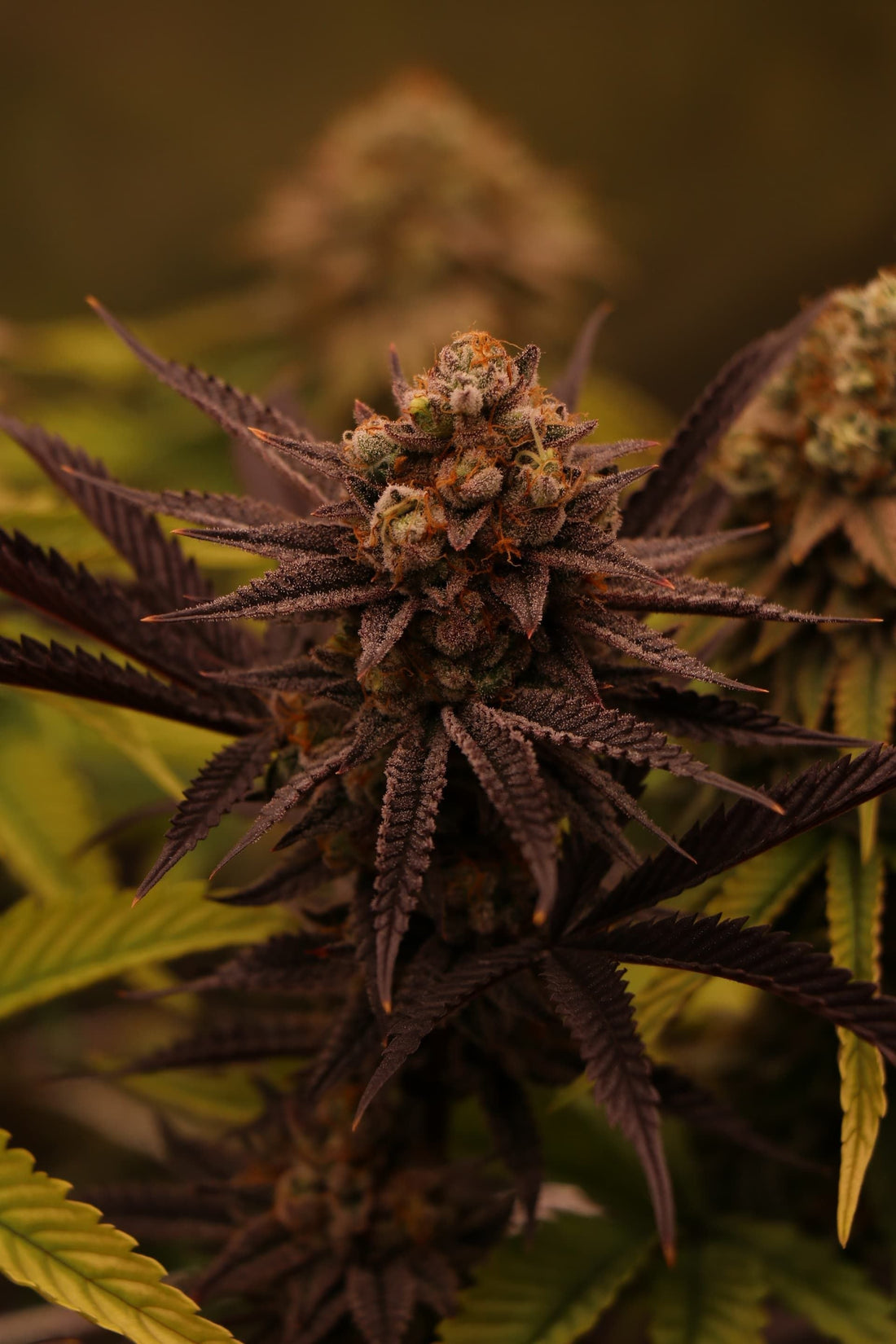 Purple THCA Hemp flower growing with low lighting.