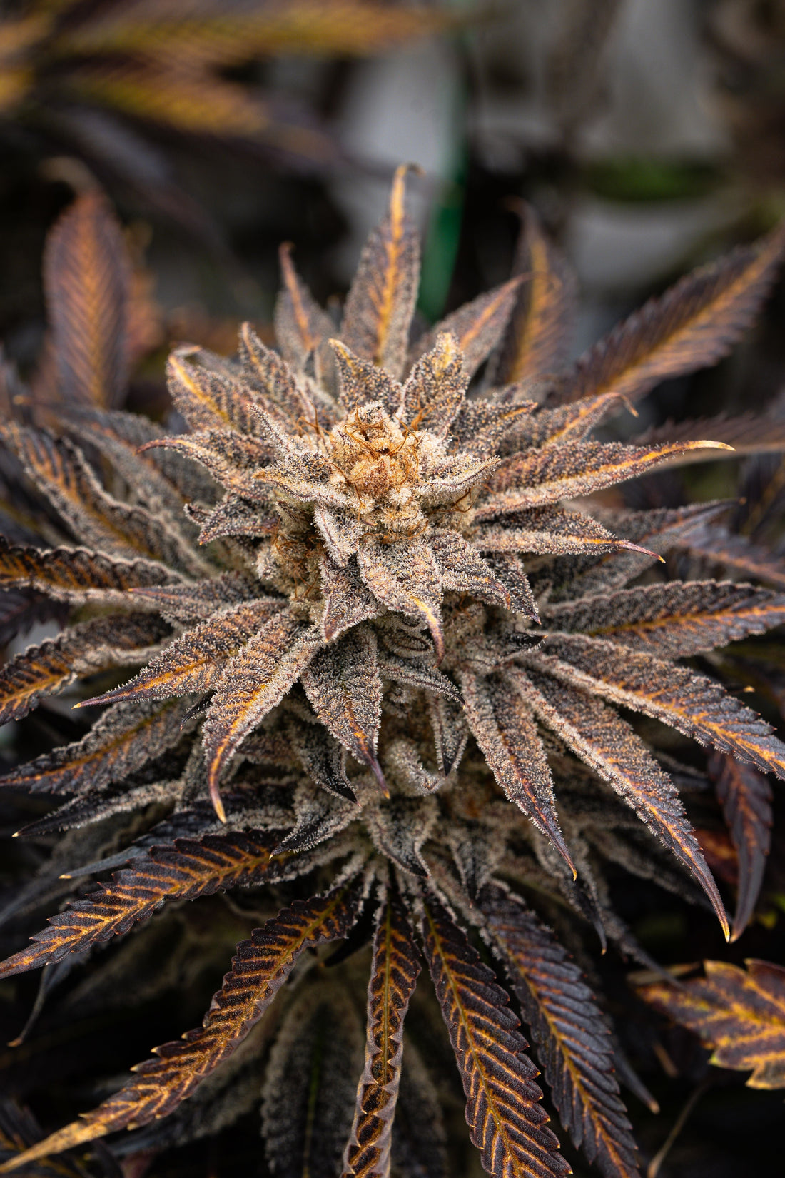 Purple and gold thca hemp flower growing under natural light.