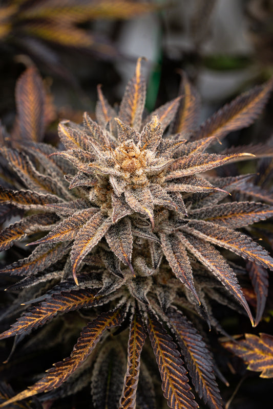 Purple and gold thca hemp flower growing under natural light.