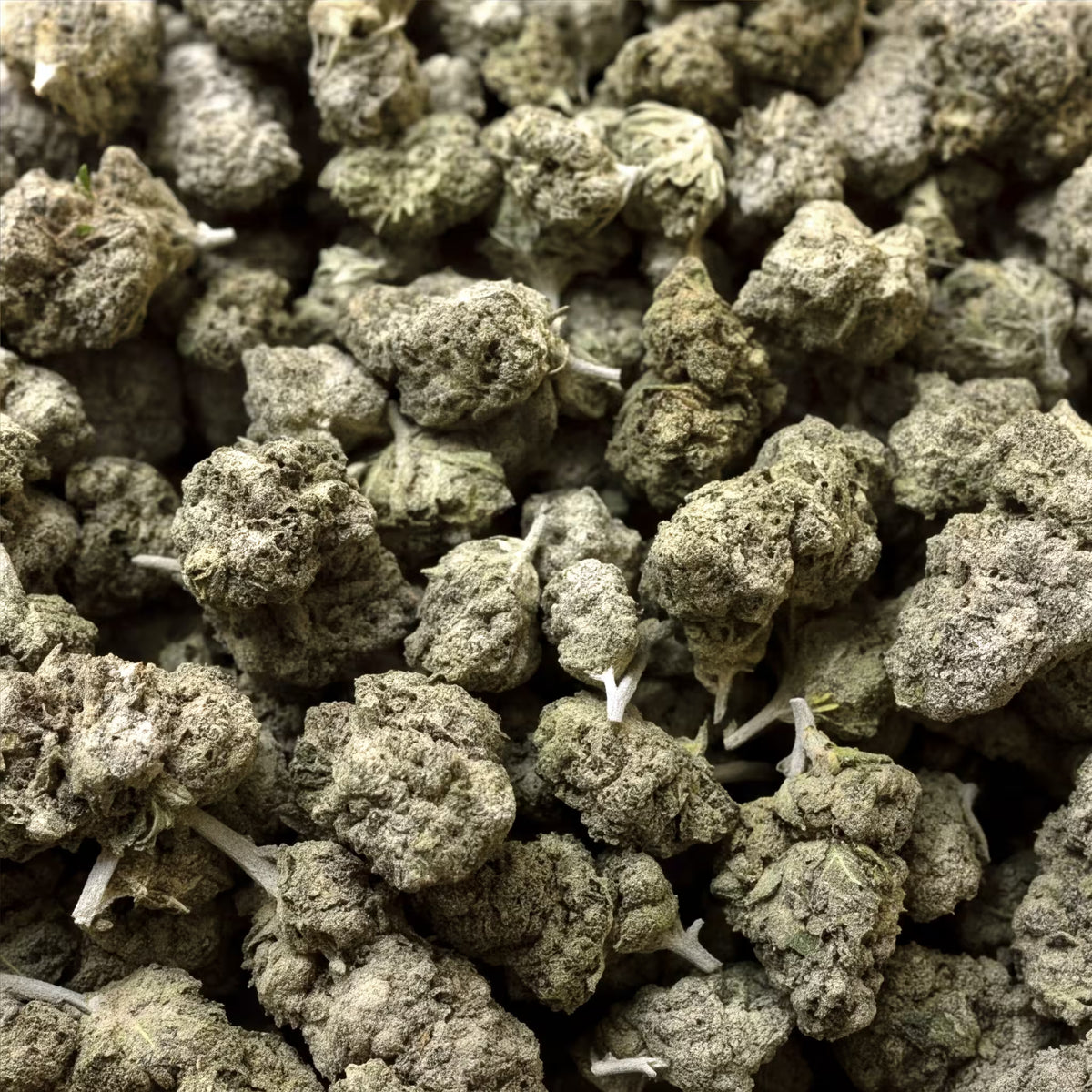 ORANGELLO THCA HEMP TEA FLOWER